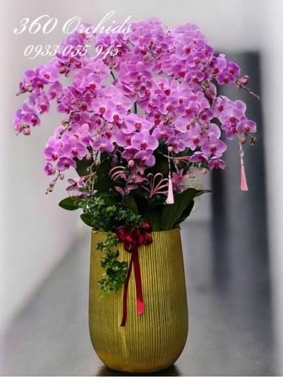 LHDH - Kim ngân khai xuân