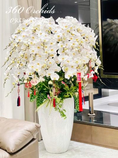 LHDT - An nhiên tự tại