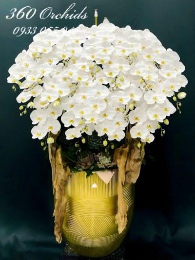 LHDT - Kim mộc cát tường