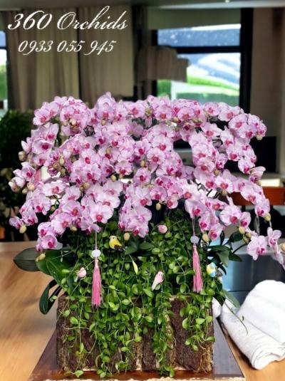 LHDM - Phú quý trường an