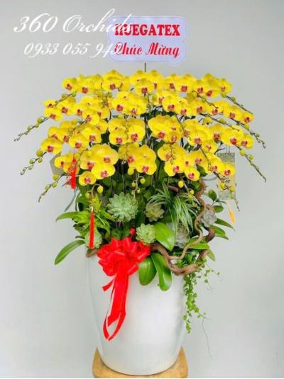 LHDV - Hoàng lan khai lộc