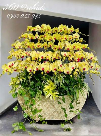 LHDV - Tứ thập đại cát