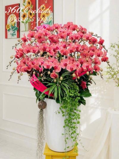 LHDV - Vệt nắng chiều thu
