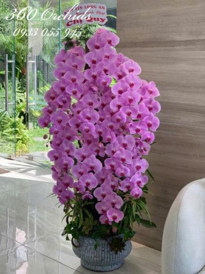 LHDVIP - Sắc tím kiêu sa