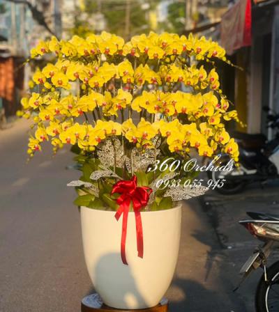 Lựa chọn chậu lan hồ điệp tặng bố mẹ ý nghĩa nhất