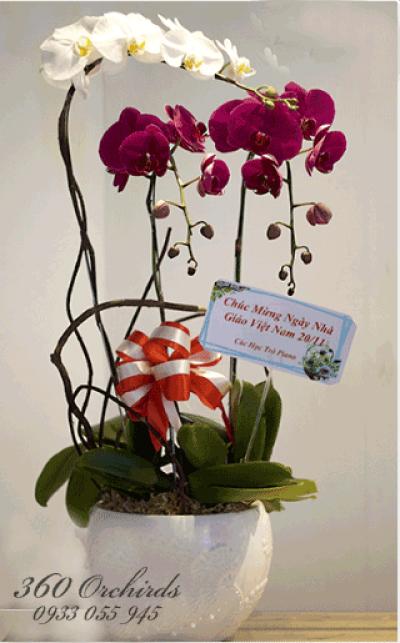 Chậu lan hồ điệp May mắn