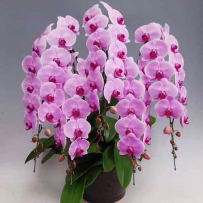 MÀU SẮC ĐẶC BIỆT CỦA LAN HỒ ĐIỆP