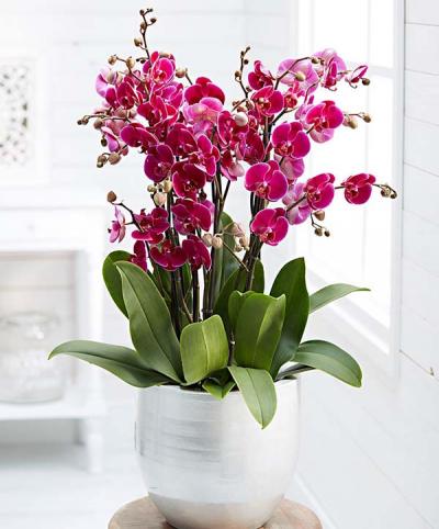 Mê mẩn với những mẫu hoa lan tặng sinh nhật đẹp ngất ngây