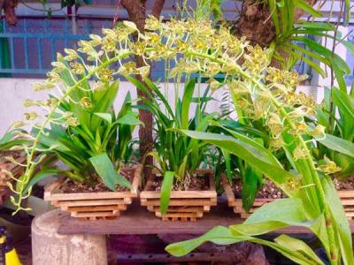 Mẹo chăm sóc lan hoàng hậu cho ra hoa nhanh