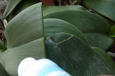 Mẹo hồi phục lan bị thối lá nhanh chóng và đơn giản