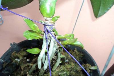 Một số cách nhân giống lan hồ điệp đơn giản
