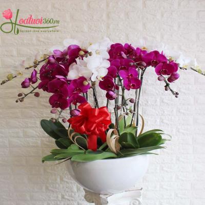 Ngất ngây với vẻ đẹp của hoa hồ điệp tím