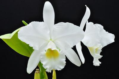 Nguồn gốc, phân loại và cách phòng trừ nấm cho lan Cattleya
