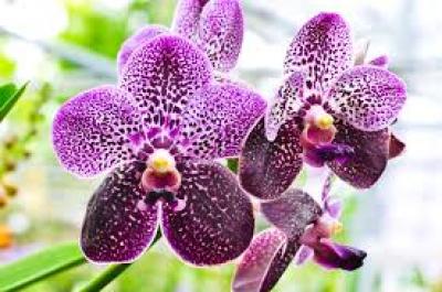 Những chậu lan hồ điệp đột biến đẹp nhất