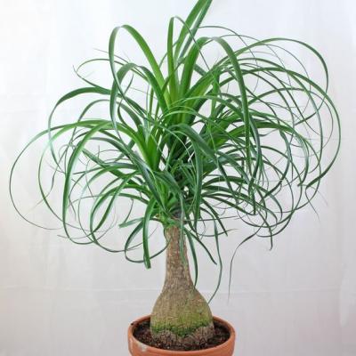 Những điều cần biết về lan bầu rượu