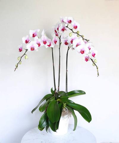 Lan hồ điệp mini - Nhỏ mà có võ để bàn dễ thương giá rẻ