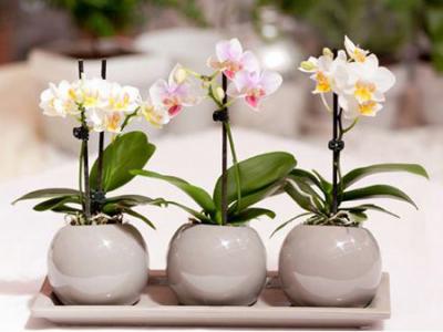 Những điều thú vị về vườn lan hồ điệp