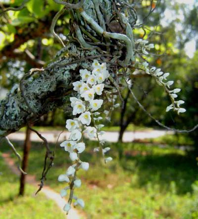 20 hình ảnh hoa lan đẹp được ưa chuộng nhất