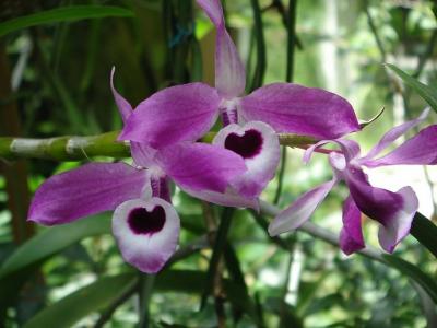 Những lưu ý – cách trồng cho lan hoàng thảo ra hoa đều
