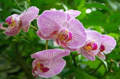 Những mẫu hoa lan tím đẹp ngất ngây