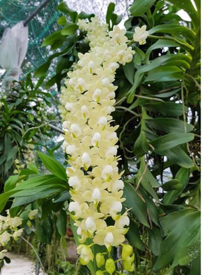 Quế lan hương - Loài phong lan quyến rũ với hương thơm ngây ngất