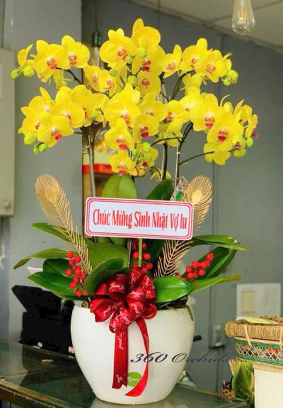 Shop hoa lan hồ điệp TP. Pleiku - Gia Lai uy tín, giao nhanh