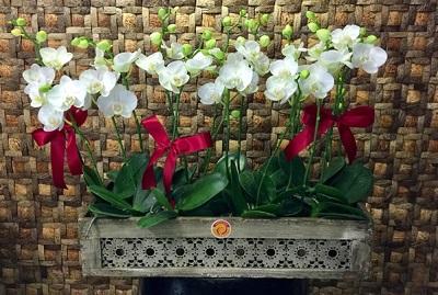 Tặng hoa lan hồ điệp nhân ngày thầy thuốc Việt Nam, tri ân lương y như từ mẫu
