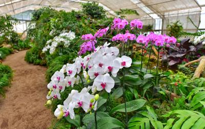 Thay “ áo” cho nhà bạn với cách trang trí chậu Lan Hồ Điệp 