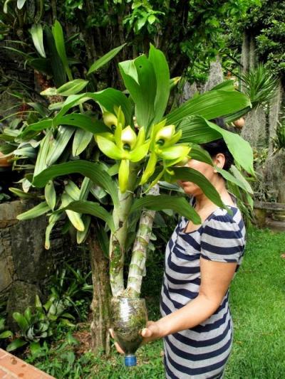 Tìm hiểu cách trồng lan thiên nga