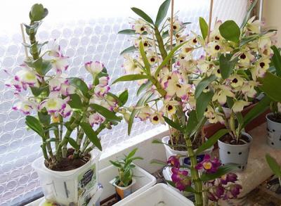 Top 6 các loại lan dễ trồng và chăm sóc nhất hiện nay