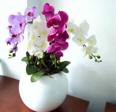 TRANG TRÍ TẾT VỚI HOA LAN HỒ ĐIỆP NGÀY TẾT