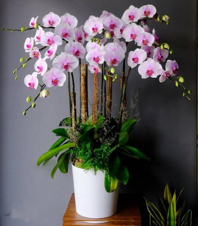 Tuyển tập thơ về hoa lan, hoa lan hồ điệp, lan vũ nữ hay nhất