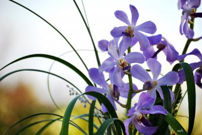 Vẻ đẹp tiềm ẩn của loài lan mokara