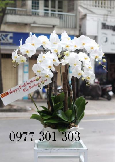 Lan hồ điệp tết - Xuân an khang