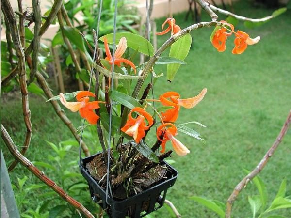 Cây lan hoàng thảo đơn cam thích nhiệt độ mát mẻ