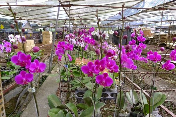 Cách chăm sóc lan hồ điệp mãn thiên hồng đẹp, tươi lâu