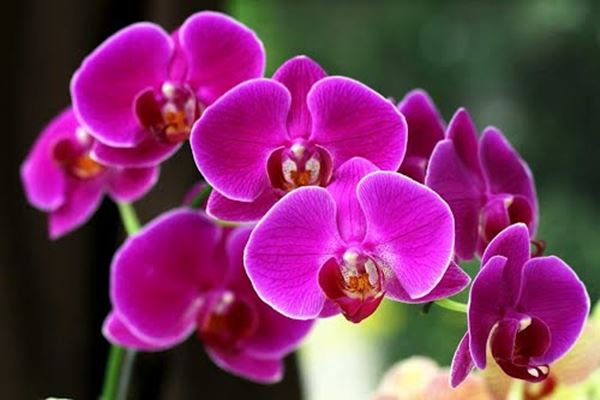  Lan hồ điệp mãn thiên hồng tượng trưng sự may mắn và thành công
