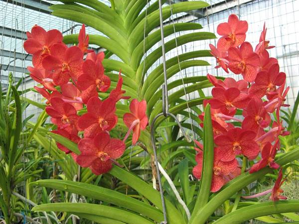 Hoa lan Vanda lamellata: Hình dáng độc đáo và màu sắc tuyệt đẹp