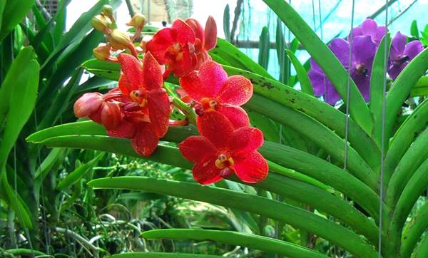 Công dụng của hoa lan Vanda 