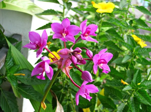 Mua hoa lan Chu Đinh tím tại các cửa hàng hoa địa phương hoặc các cửa hàng hoa trực tuyến