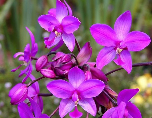cây Chu Đinh Lan có nguồn gốc từ Đông Nam Á