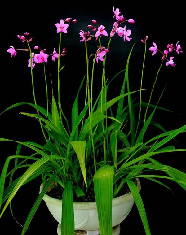 Thường thì cây hoa Chu Đinh Lan ít bị sâu bệnh