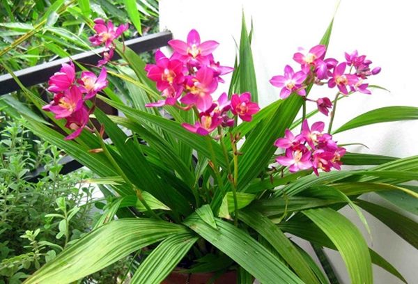 Cây Chu Đinh Lan là một loại cây trang trí đẹp, dễ chăm sóc