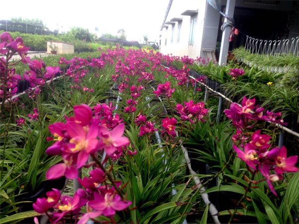 Cây Chu Đinh Lan không kén đất trồng