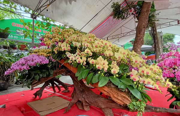 gỗ lũa ghép lan hồ điệp đã nhanh chóng trở thành một xu hướng phổ biến
