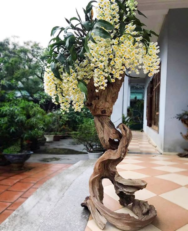 Ghép lan trên gỗ lữa đòi hỏi sự tỉ mỉ và kỹ thuật 