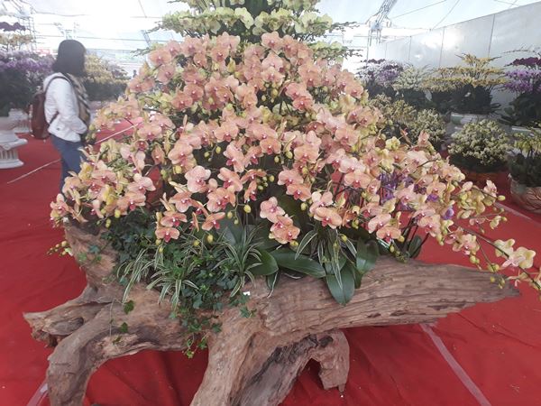 gỗ lũa ghép lan hồ điệp mang vẻ đẹp hoang dã và tinh tế