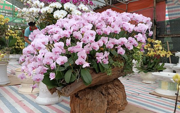 Gỗ lũa ghép lan có nhược điểm lớn nhất là khá nặng