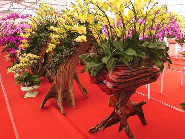 gỗ lũa ghép lan hồ điệp là sản phẩm có độ bền vô cùng cao