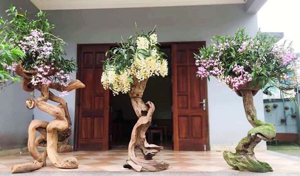 Ghép lan trên gỗ lũa là một quy trình kỹ lưỡng và phức tạp